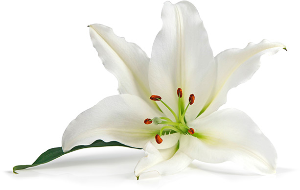 white-lilly